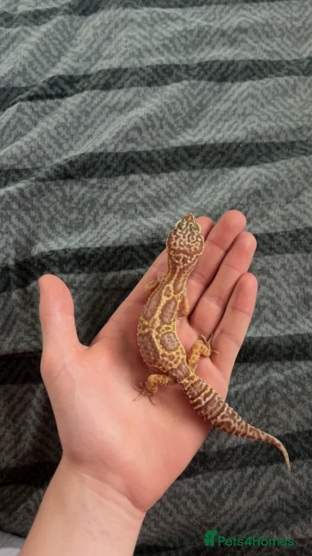 Leopard Gecko reptiles for sale: Beautiful leopard Geko  in Sunderland - Advert 2