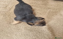 Mixed Breed dogs for sale: Jackapoo  - Image 4