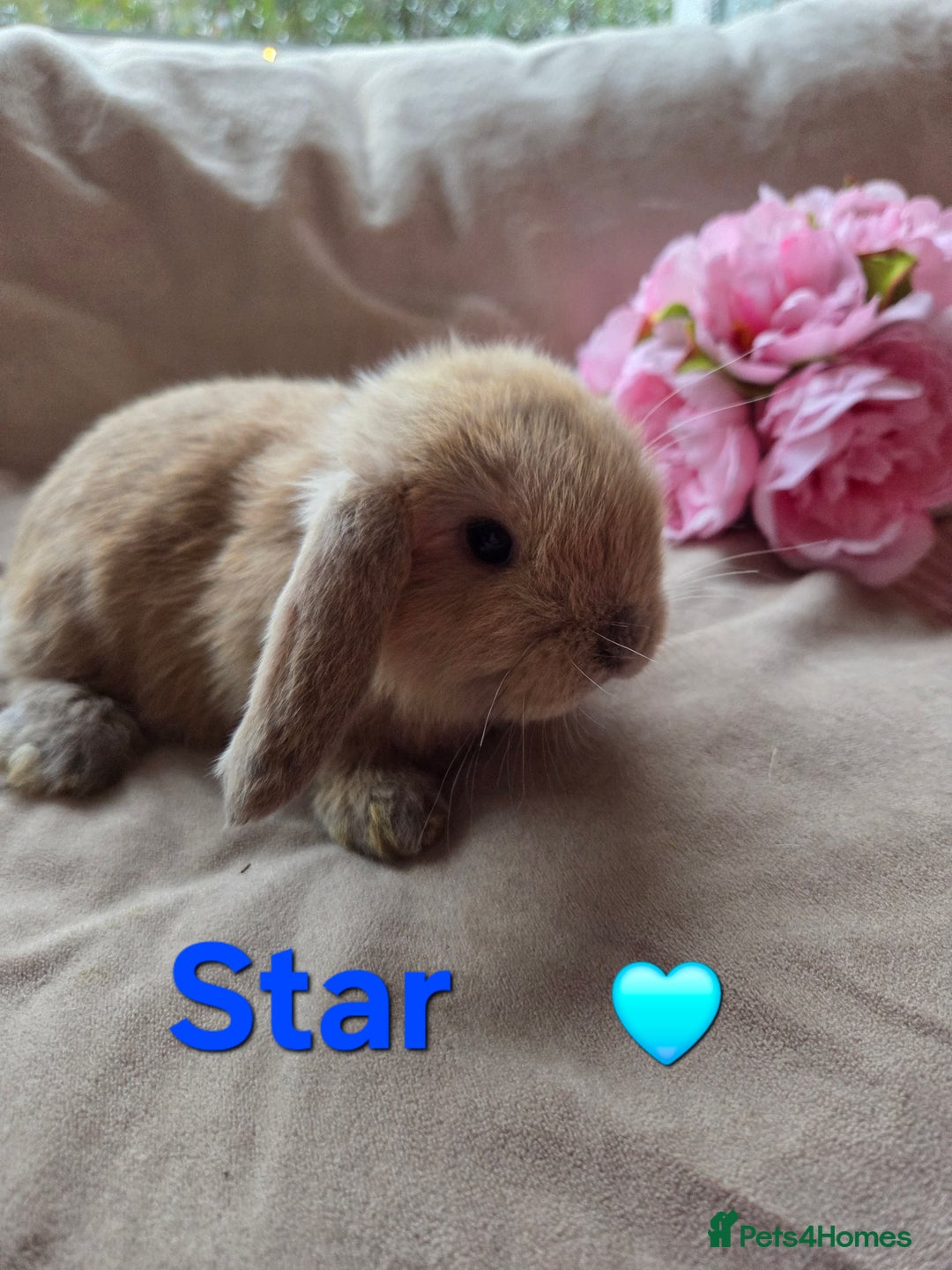 Mini Lop rabbits for sale: 🐰Beautiful baby mini lops 🐰 - Advert 3