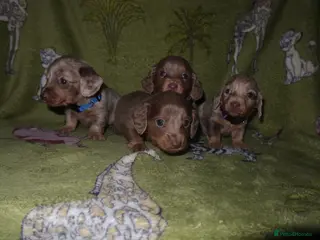 Miniature Dachshund dogs Kc longhair miniature dachshunds - Advert 3