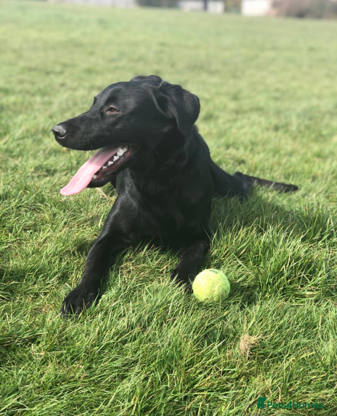 Mixed Breed dogs for sale: Labrador Cross for sale - Advert 3