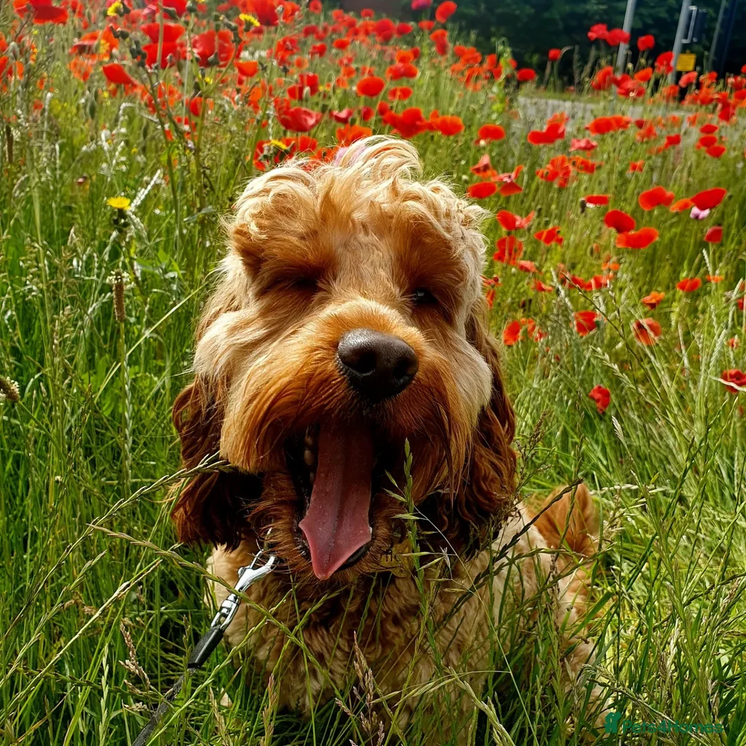 Cockapoo dogs for stud: Proven DNA tested red F1 Cockapoo Charlie for Stud in Milton Keynes - Advert 26