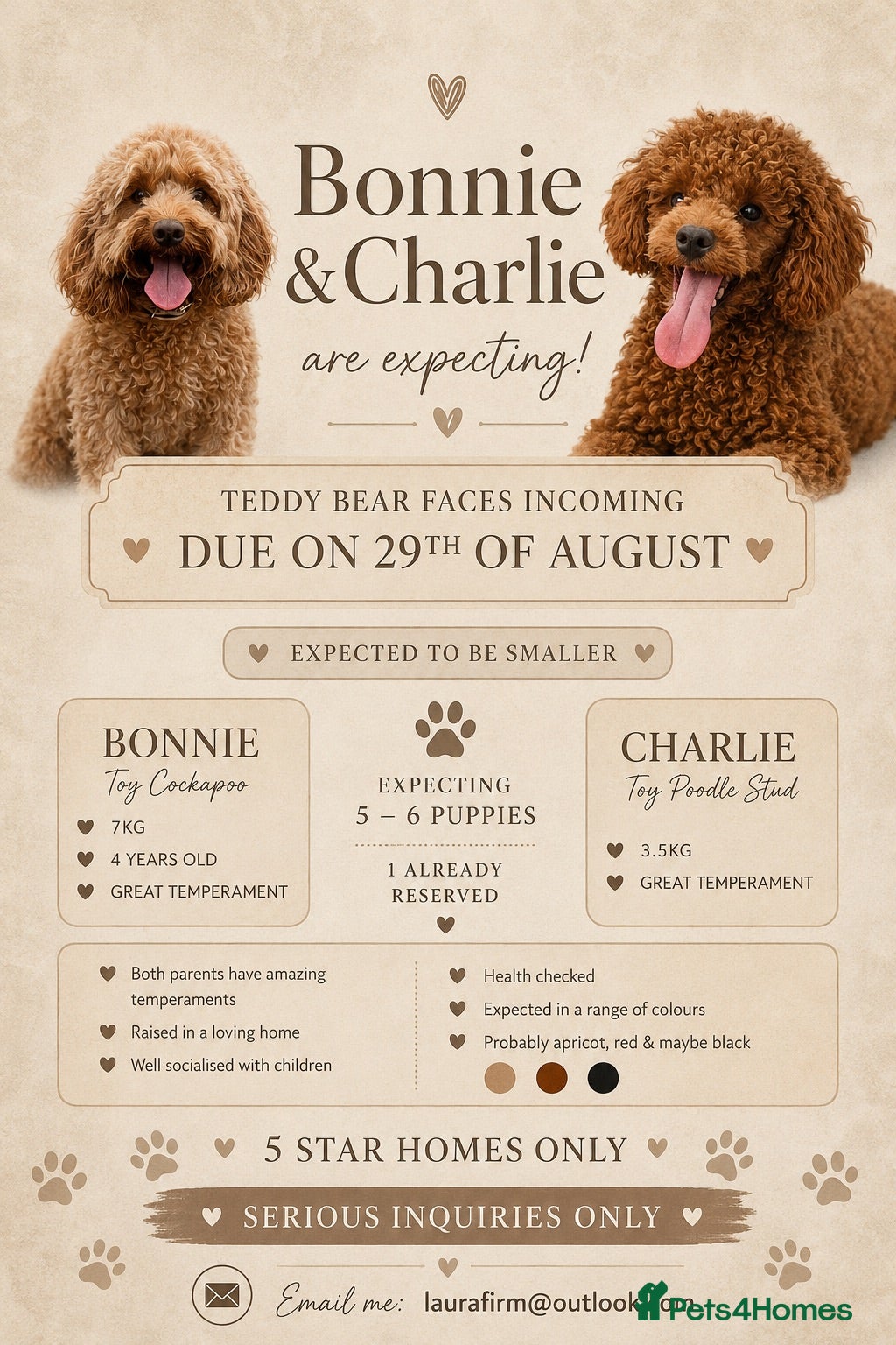 Cockapoo dogs ✨ EXCLUSIVE WAITING LIST NOW OPEN ✨ - Advert 1