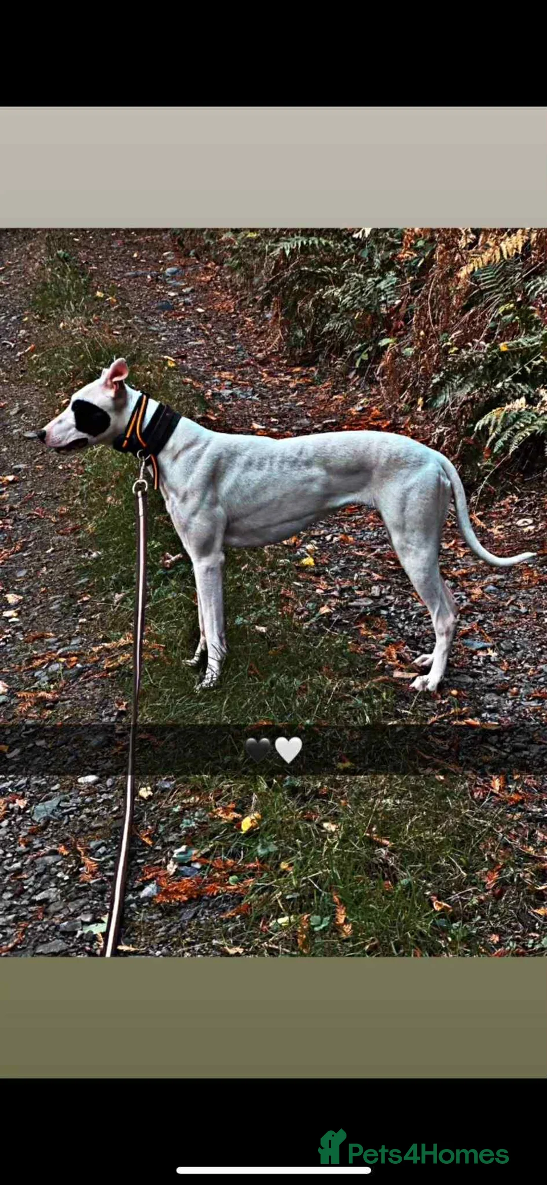 Lurcher dogs for sale: Chase lurcher puppy for sale  - Advert 2