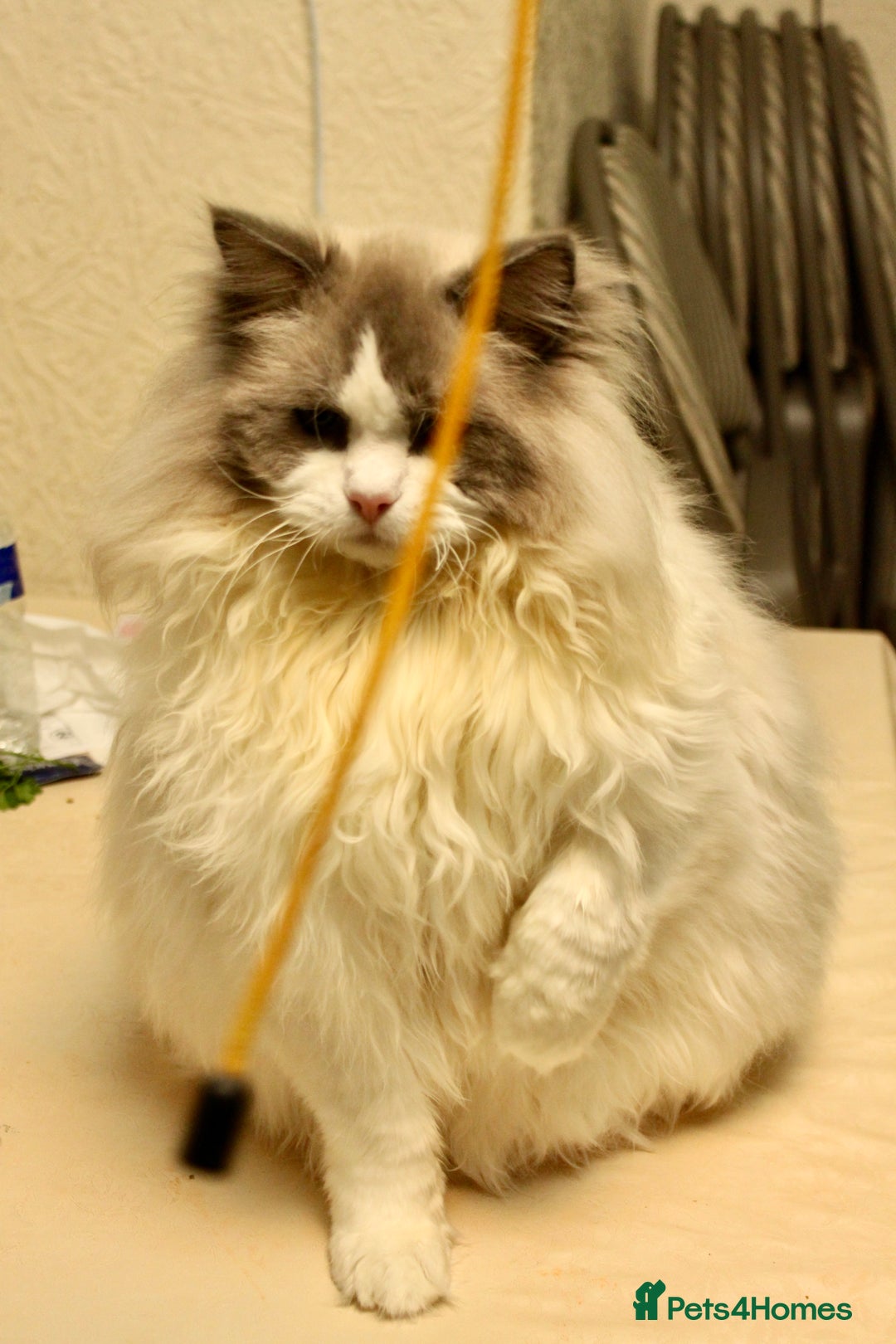 Ragdoll cats for sale: Retired King Ragdoll – Blue Point Bicolour - Advert 3