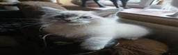 Ragdoll cats for sale: Beautiful brother and sister Ragdoll kittens - Advert 30