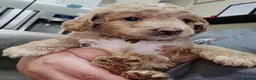 Australian Labradoodle dogs for sale: Miniature Australian labradoodles in Manchester - Advert 24