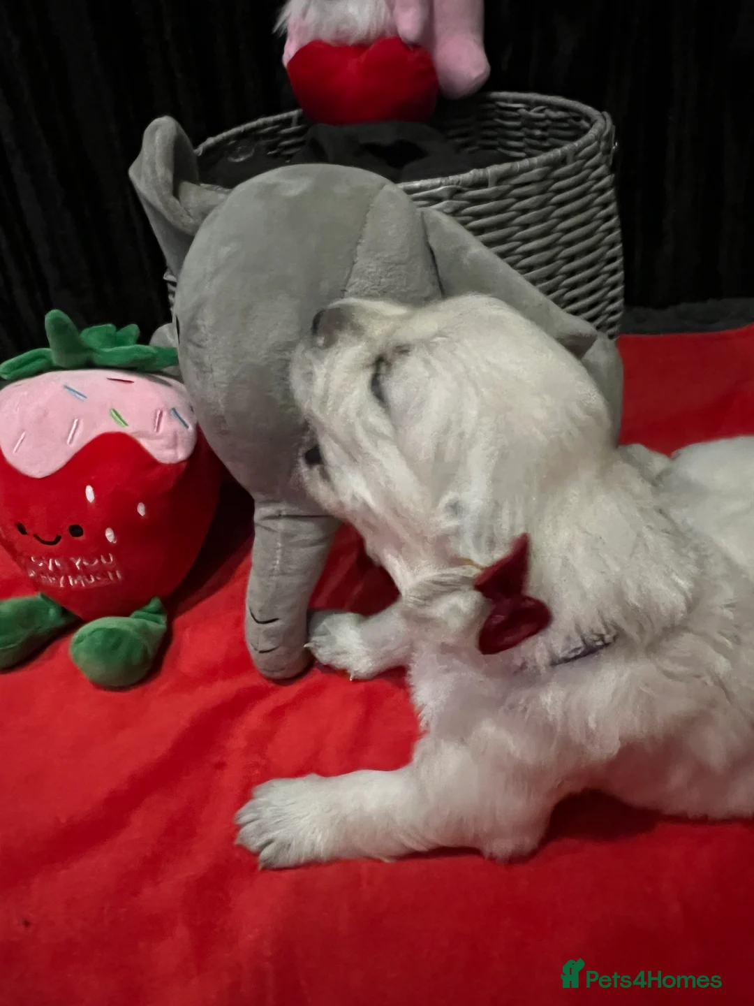 Golden Retriever dogs for sale: Exceptional Show Champion Litter   - Advert 22