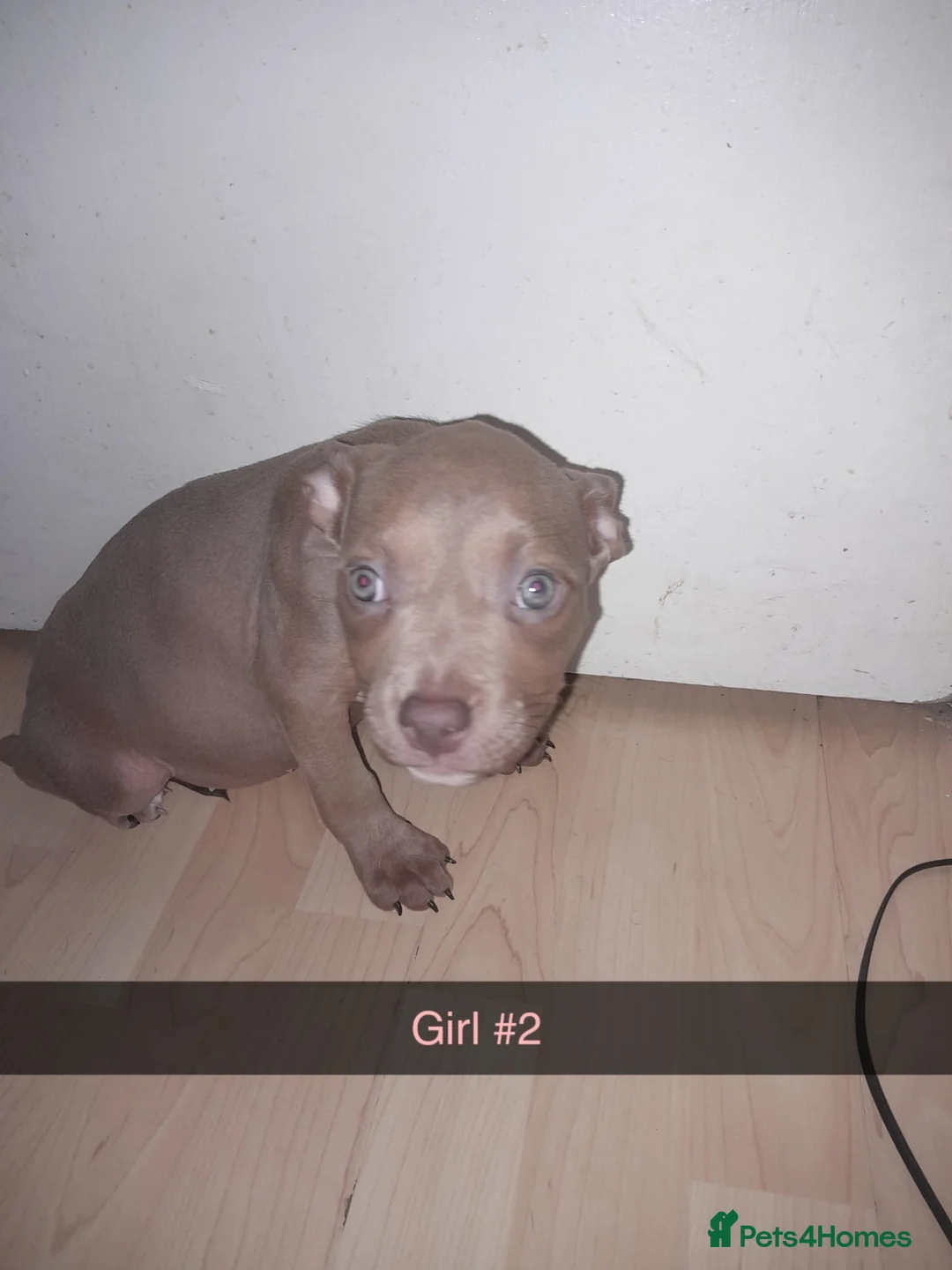American Bully dogs for sale: American POCKET Bully - Advert 6
