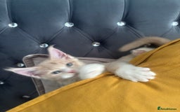 Maine Coon cats for sale: Chocolate main coons - Image 11