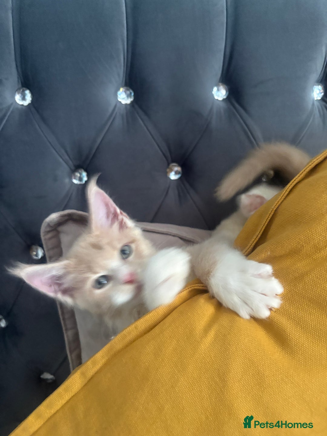 Maine Coon cats for sale: Chocolate main coons - Image 11
