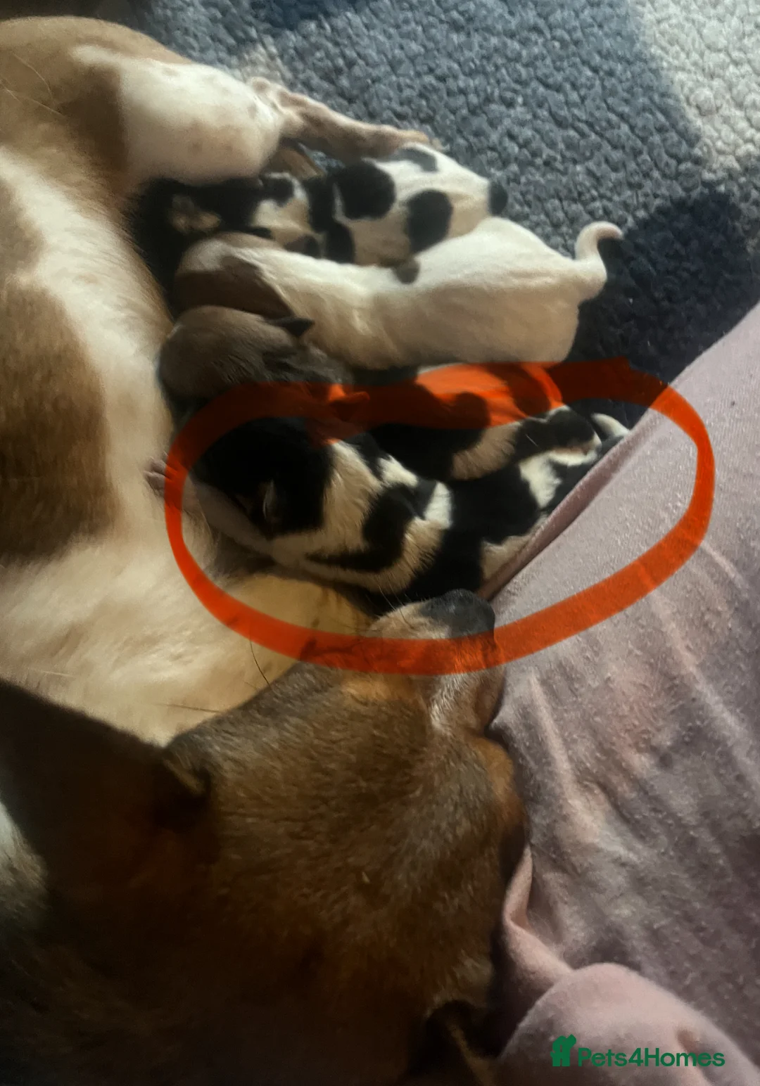 Jack Chi dogs for sale: 4 gorgeous Jack Chi pups  in Billingham - Advert 11