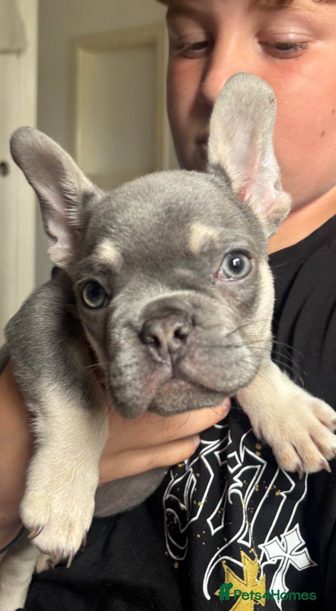 French Bulldog dogs French bulldog - Advert 4