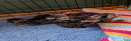 Mixed Breed cats for sale: Beautiful kittens ready for new homes NOW! in King's Lynn - Advert 40