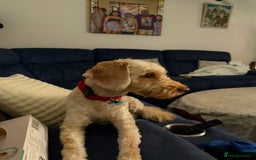 Cockapoo dogs for sale: Hypoallergenic boy cockapoo fully trained  - Image 2