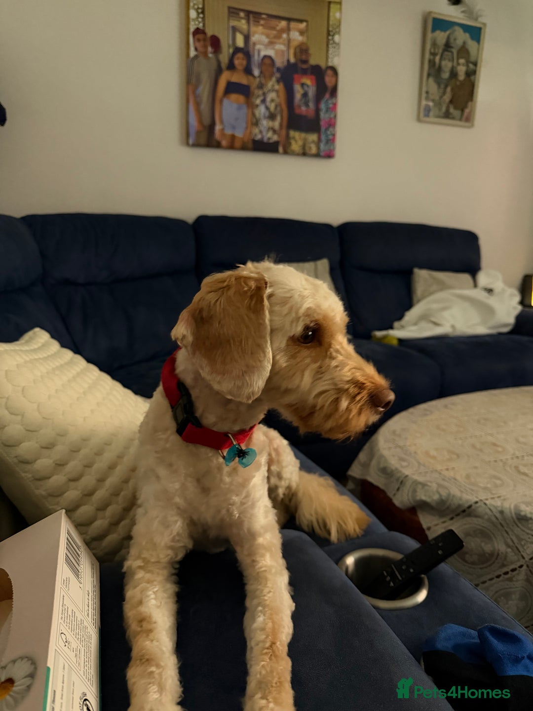 Cockapoo dogs for sale: Hypoallergenic boy cockapoo fully trained  - Image 2