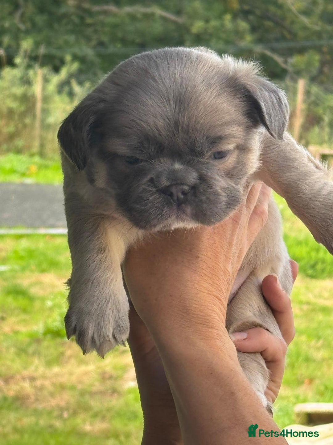 French Bulldog dogs for sale: *Fluffy Frenchie Pups* - Advert 12