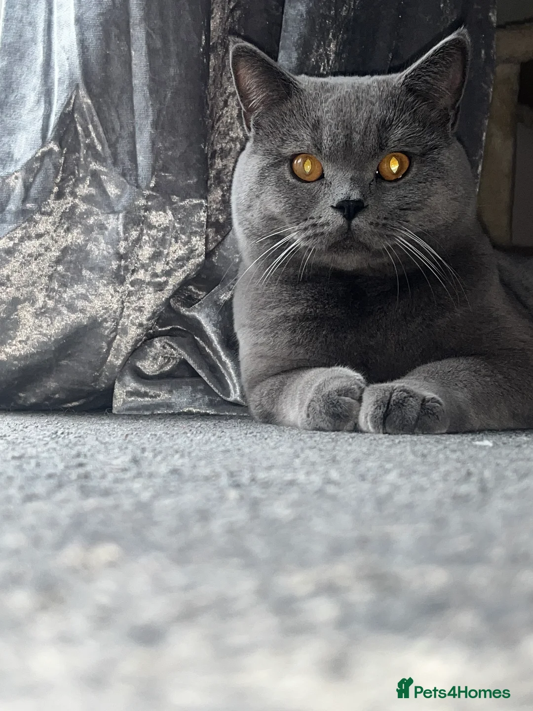 British Shorthair cats for sale: Blue British Shorthair GCCF Registered  - Advert 3