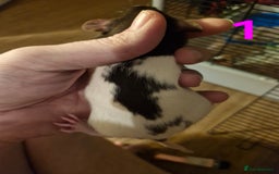 Rat rodents for sale: 9 gorgeous Male Rats - Image 1