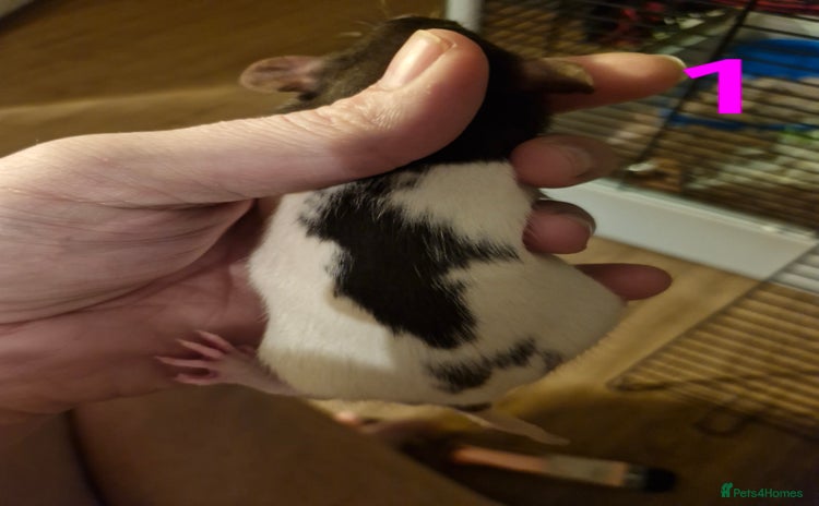 Rat rodents - Advert 1