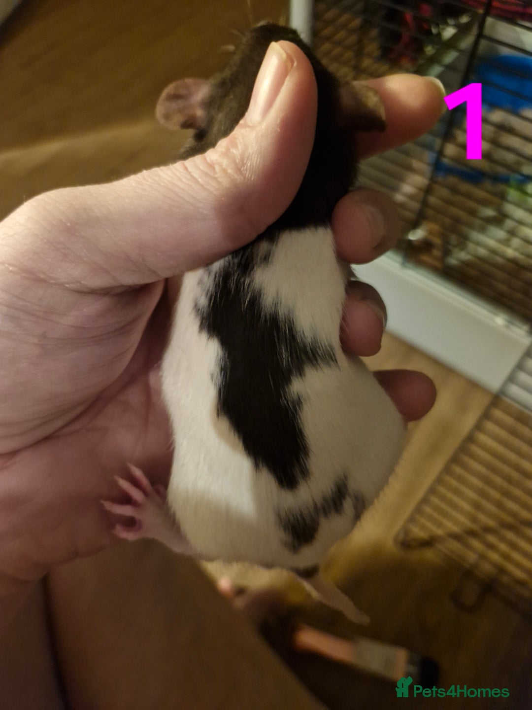 Rat rodents for sale: 9 gorgeous Male Rats - Image 1