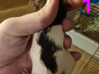 Rat rodents - Advert 1