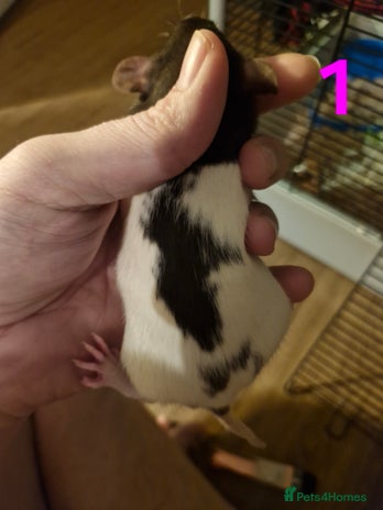 Rat rodents - Advert 1