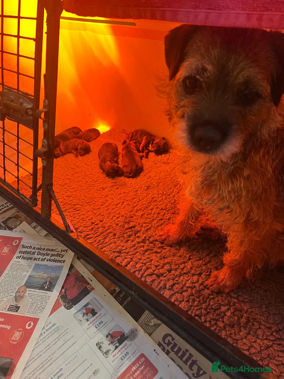 Border Terrier dogs for sale: Absolutely Top Quality Border Terriers - Advert 25