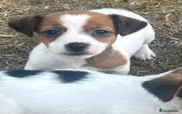 Jack Russell dogs for sale: jack Russel puppies  - Image 1