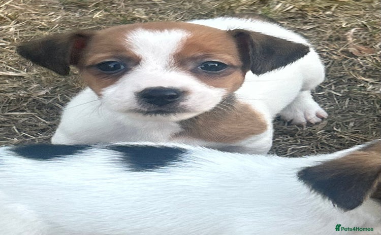 Jack Russell dogs - Advert 2