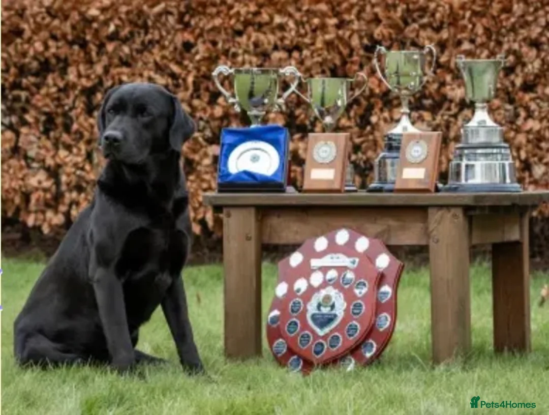 Labrador Retriever dogs for sale: Stunning litter of kc reg working Labrador pups in Stone - Advert 2