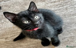 British Shorthair cats for sale: 6 x cutest kittens ever  - Image 5