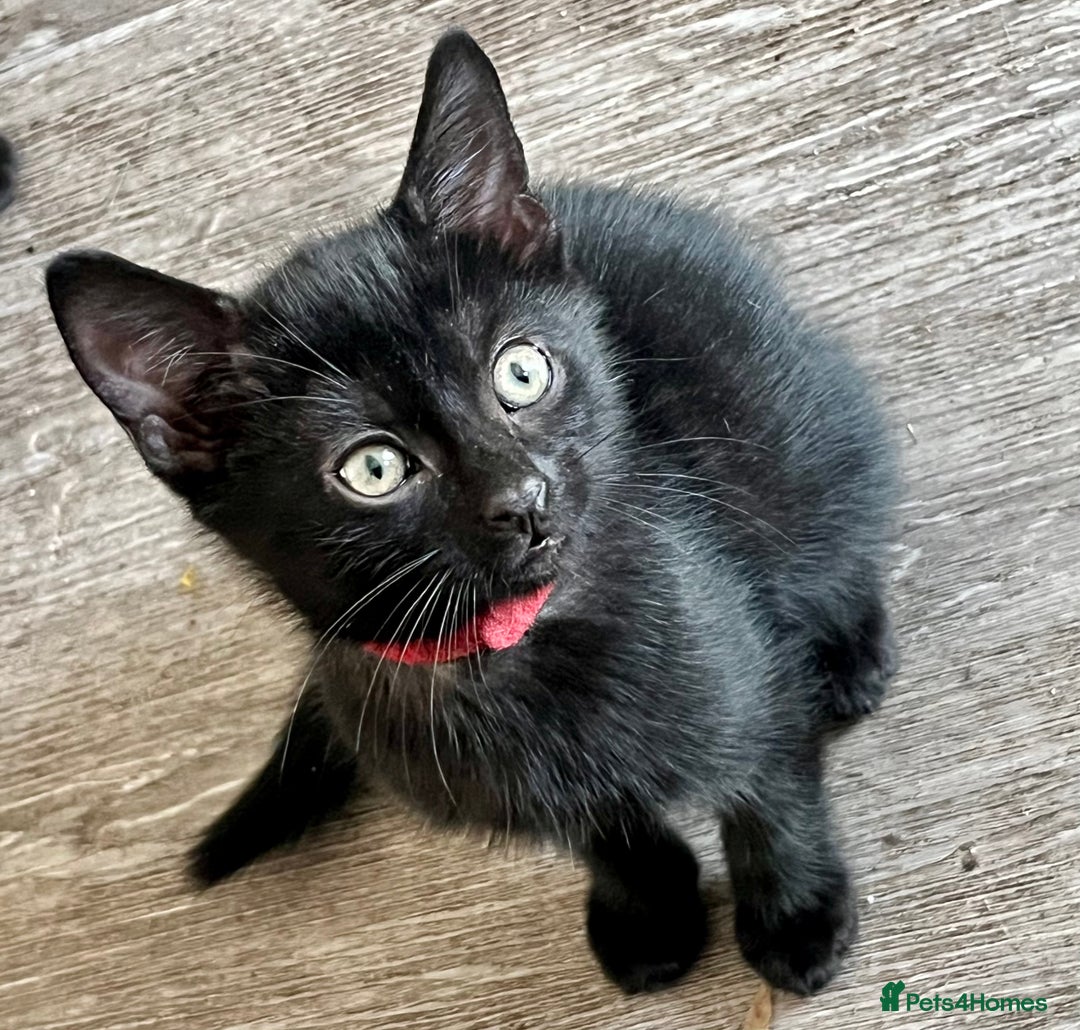 British Shorthair cats for sale: 6 x cutest kittens ever  - Image 5