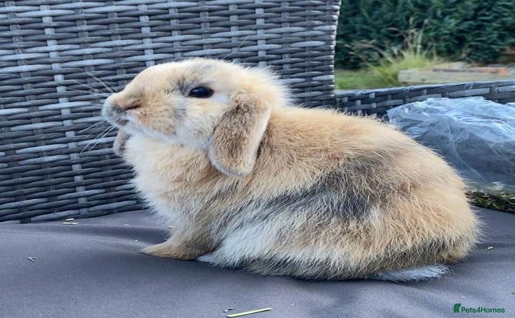 Mini Lop rabbits - Advert 5
