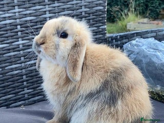 Mini Lop rabbits - Advert 28