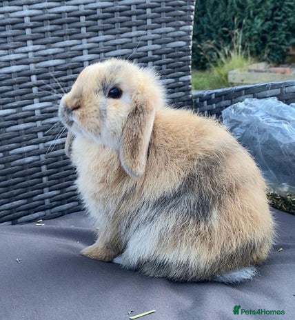 Mini Lop rabbits - Advert 5