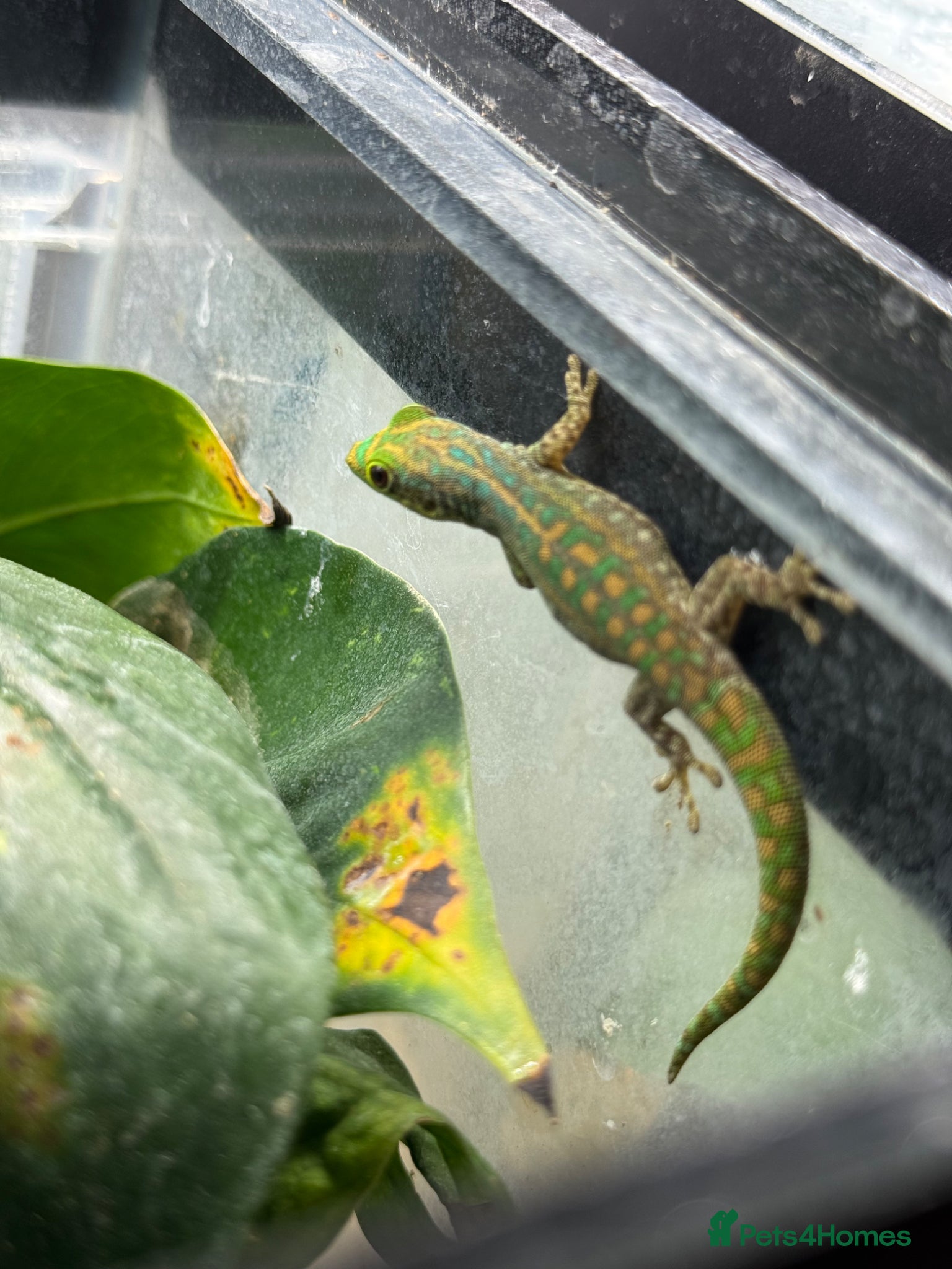 Gecko reptiles Phelsuma gumbeaui - Advert 1