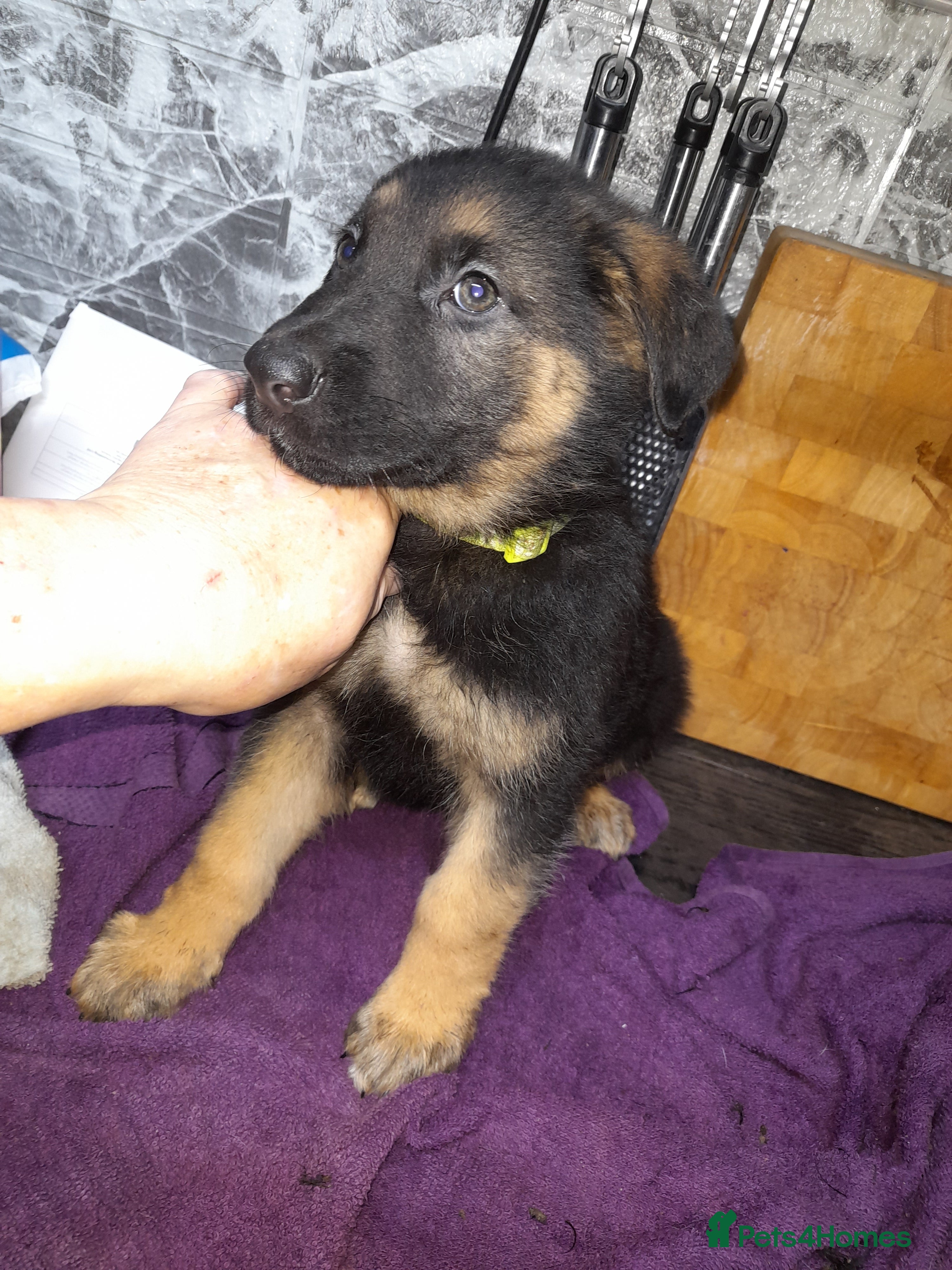 German Shepherd dogs German shepherd pups - Advert 6