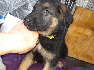 German Shepherd dogs German shepherd pups - Advert 6