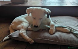 Mixed Breed dogs for adoption: Kira for adoption - Image 7