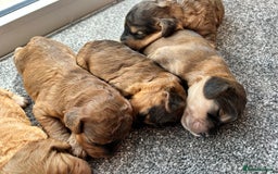 Cockapoo dogs for sale: Beautiful F1 Cockapoo Puppies  - Image 4