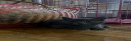 Russian Blue cats for sale: Beautiful Russian Blue Type Female Kitten - Advert 4