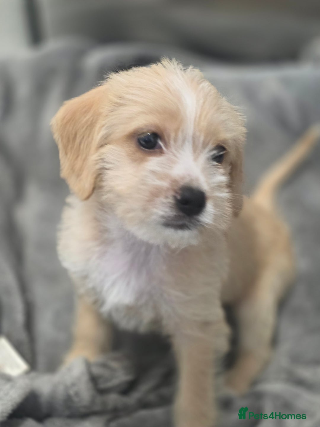 Mixed Breed dogs for sale: Jug puppies - Image 6