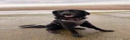 Mixed Breed dogs for sale: Skye ✨ Retriever mix - Advert 6