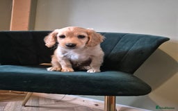 Cockapoo dogs for sale: Handsome Cockapoo Alpha Boy 8 weeks old  - Image 15
