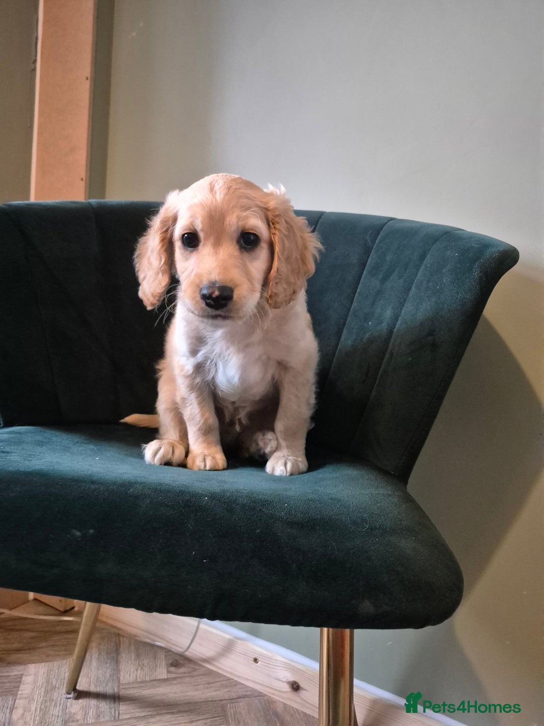 Cockapoo dogs for sale: Handsome Cockapoo Alpha Boy 8 weeks old  - Image 15