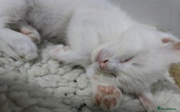 Maine Coon cats for sale: Cross Maine Coon - Image 1