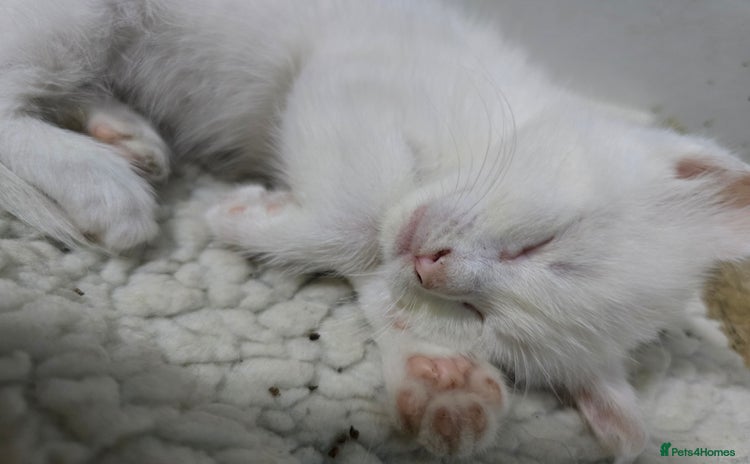 Maine Coon cats - Advert 1