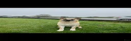 Mixed Breed dogs for sale: 8 beautiful healthy  puppies ,  German shepherd  - Advert 4