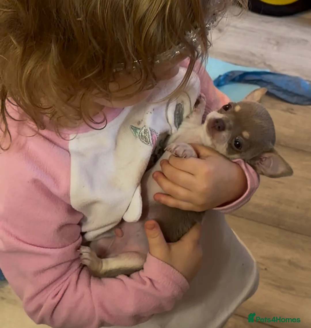 Chihuahua dogs for sale: Ready now Tiny Chihuahua Puppies  - Advert 5